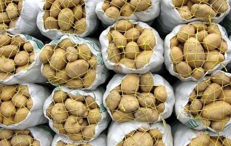 عوارض صادرات سیب زمینی افزایش یافت