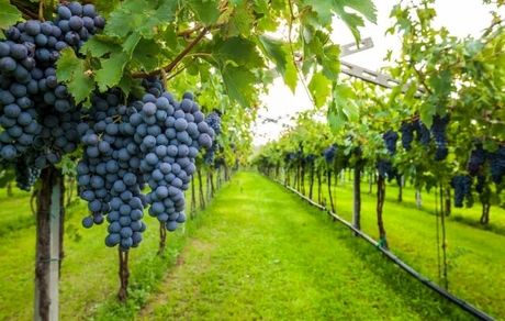 آغاز برداشت انگور از ۶۵۰ هکتار از باغات استان آذربایجان‌غربی