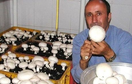 ۱۰ برابر شدن صدور مجوزهای مشاغل خانگی