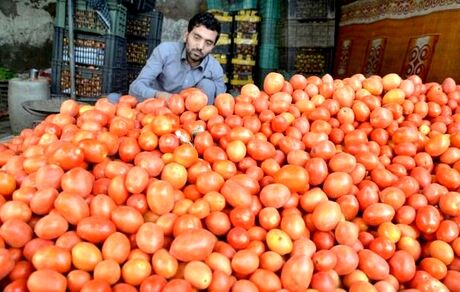 برداشت گوجه فرنگی از ۹۸۲ هکتار از اراضی استان لرستان