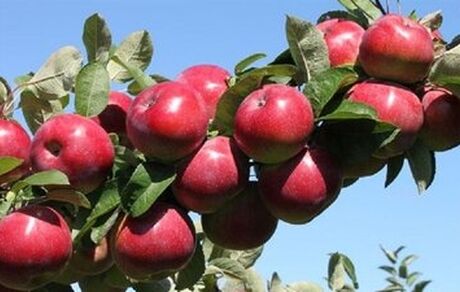 تایید ثبت ۷ مهر به عنوان روز ملی سیب 