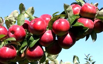 تایید ثبت ۷ مهر به عنوان روز ملی سیب 