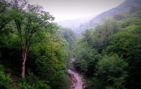 نجات ۳ جوان اهل اراک ناپدید شده در جنگل‌های الیمالات شهرستان نور 