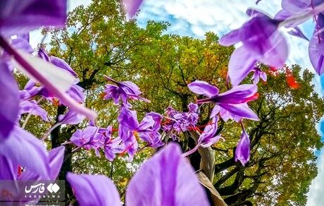 این زعفران را نخرید / وجود براده آهن در بسته بندی یک برند تایید شد