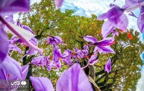 این زعفران را نخرید / وجود براده آهن در بسته بندی یک برند تایید شد