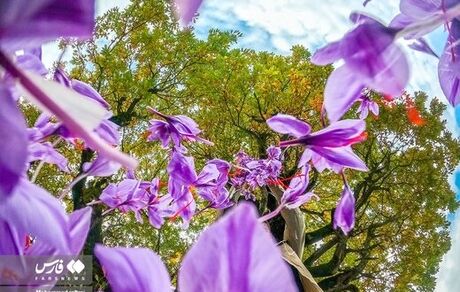 این زعفران را نخرید / وجود براده آهن در بسته بندی یک برند تایید شد