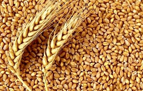 سازمان ملی استاندارد: گندم‌های وارداتی آلوده نیستند