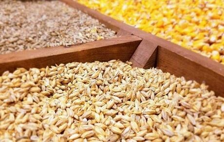 کمبودی در عرضه نهاده دامی نداریم