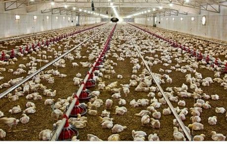 مرغ شب عید استان کهگیلویه و بویراحمد تامین شده است