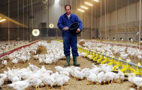 اتحادیه مرغداران گوشتی: ایرادات سامانه بازارگاه یکی از دلایل افزایش قیمت تمام شده تولید مرغ است