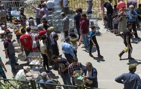 بازار غیرمجاز خرید و فروش حیوانات خانگی ساماندهی می‌شود