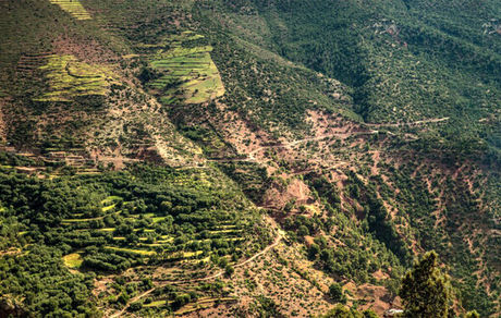 جنگل‌های هیرکانی در آتش بی‌توجهی‌ها می‌سوزد