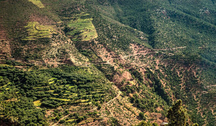 جنگل‌های هیرکانی در آتش بی‌توجهی‌ها می‌سوزد