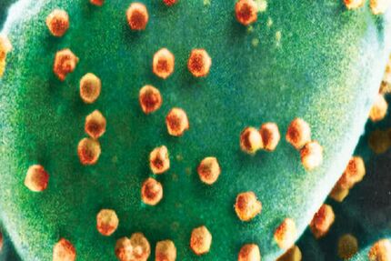 اولین موجود ویروس‌خوار کشف شد