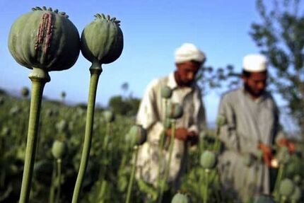 کشت موادمخدر و خشخاش در افغانستان ممنوع شد