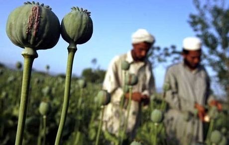 کشت موادمخدر و خشخاش در افغانستان ممنوع شد