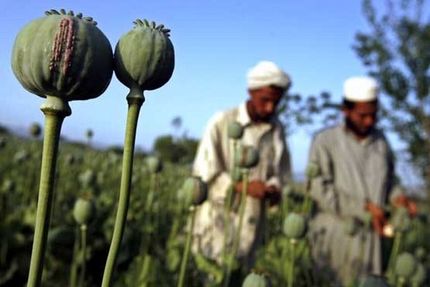 کشت موادمخدر و خشخاش در افغانستان ممنوع شد