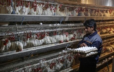 تا شب عید ۵۰ هزار تن تخم‌مرغ مازاد خواهیم داشت