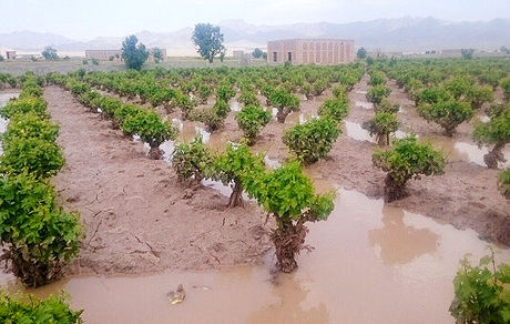 خسارت ۹۲۸میلیارد تومانی به بخش کشاورزی آذربایجان‌غربی در سال زراعی ۹۹-۹۸