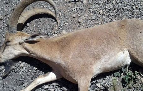 تشدید اقدامات پیشگیرانه برای جلوگیری از ابتلای حیات وحش تهران به طاعون نشخوارکنندگان