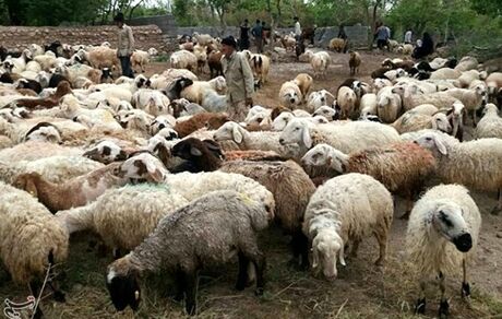 قیمت خرید حمایتی دام روستایی ابلاغ شد/ هر کیلو گوسفند نر ۶۲ هزار تومان