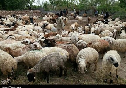 قیمت خرید حمایتی دام روستایی ابلاغ شد/ هر کیلو گوسفند نر ۶۲ هزار تومان