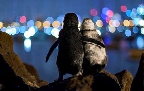 عشق پنگوئنی، برنده جایزه "عکس اقیانوس" شد