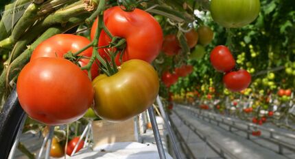 با معده خالی این موادغذایی را مصرف نکنید