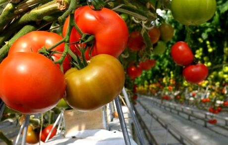 با معده خالی این موادغذایی را مصرف نکنید
