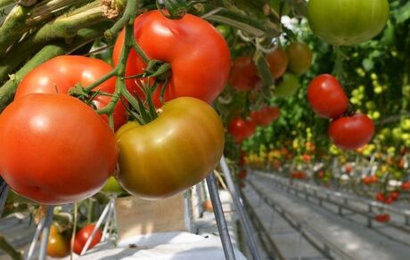 با معده خالی این موادغذایی را مصرف نکنید