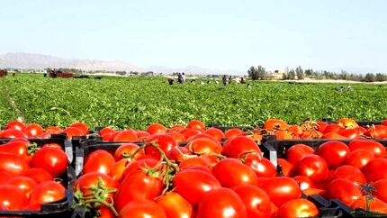 خرید توافقی ۱۰۰هزار تن از گوجه فرنگی تولید شده کشاورزان استان فارس