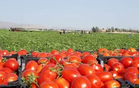خرید توافقی ۱۰۰هزار تن از گوجه فرنگی تولید شده کشاورزان استان فارس