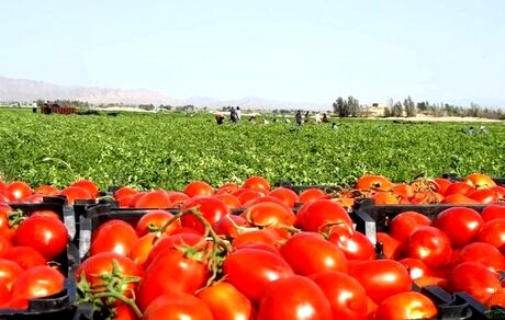 خرید توافقی ۱۰۰هزار تن از گوجه فرنگی تولید شده کشاورزان استان فارس