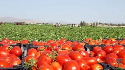 خرید توافقی ۱۰۰هزار تن از گوجه فرنگی تولید شده کشاورزان استان فارس