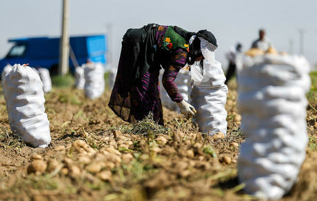 ایجاد ۲۹۰ هزار شغل با اجرای طرح اشتغال روستایی