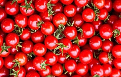 آغاز برداشت گوجه فرنگی در آذربایجان‌غربی
