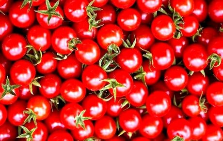 آغاز برداشت گوجه فرنگی در آذربایجان‌غربی