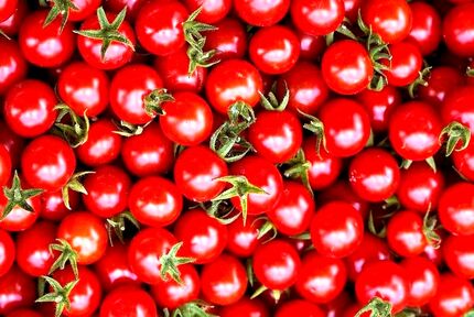 آغاز برداشت گوجه فرنگی در آذربایجان‌غربی