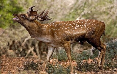آمار گوزن زرد ایرانی در جنگل خلیل بیگ ارسنجان بیشتر شد