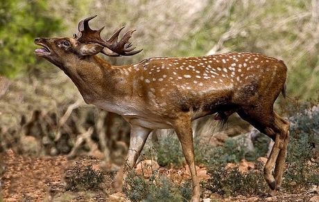 آمار گوزن زرد ایرانی در جنگل خلیل بیگ ارسنجان بیشتر شد