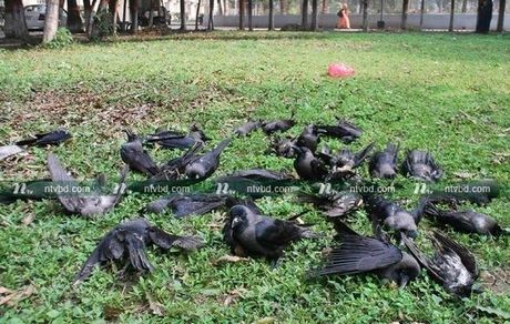 توضیح یک مسئول در مورد "مرگ مرموز کلاغ‌های ممسنی"