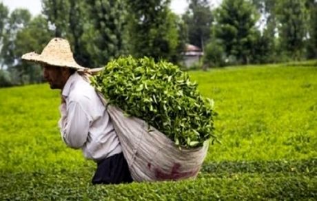  رشد ۲۳ درصدی خرید برگ سبز چای از چایکاران