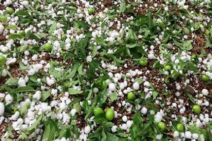 حوادث غیرمترقبه، ۱۶ هزار میلیارد ریال به کشاورزی آذربایجان‌غربی خسارت زد