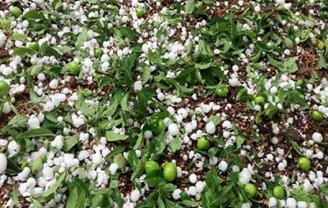 حوادث غیرمترقبه، ۱۶ هزار میلیارد ریال به کشاورزی آذربایجان‌غربی خسارت زد