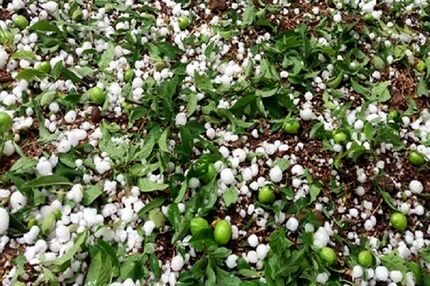 حوادث غیرمترقبه، ۱۶ هزار میلیارد ریال به کشاورزی آذربایجان‌غربی خسارت زد