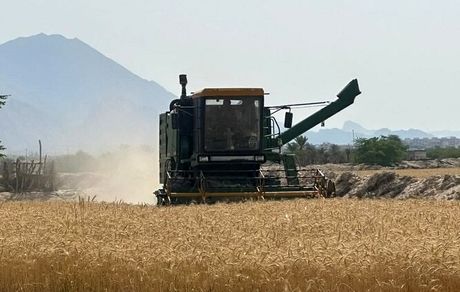 پیش‌بینی خرید تضمینی ۲۵۰ هزار تن گندم در استان قزوین