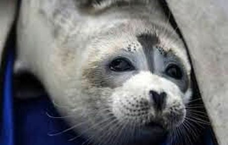 ۳ احتمال درباره علل مرگ و میر فک‌های خزری/ ردپای مانورنظامی سه کشور در پرونده