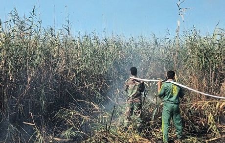 دستگیری عامل آتش‌سوزی در تالاب انزلی 