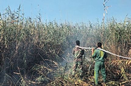 دستگیری عامل آتش‌سوزی در تالاب انزلی 