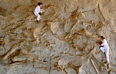 کشف بزرگترین سایت فسیلی در غرب خراسان رضوی